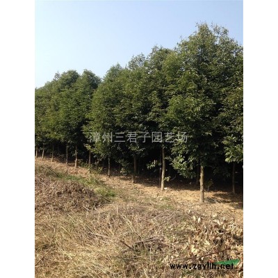福建魚(yú)尾葵信息