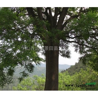 山楂樹大30-50公分·山楂樹大40-60公分·山西大山楂樹