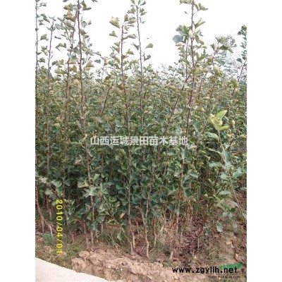 *新60公分白皮松價(jià)格·*新60公分白皮松價(jià)格供應(yīng)山西絳縣