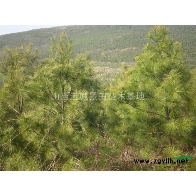 緊急出售5公分山楂樹6公分山楂樹·5公分山楂樹緊急出售山楂樹