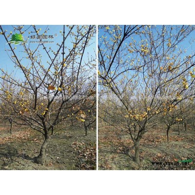 白花七葉樹價格_白花七葉樹產地_白花七葉樹綠化苗木苗圃基地