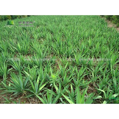 紅花繡線菊價格_紅花繡線菊產地_紅花繡線菊綠化苗木苗圃基地