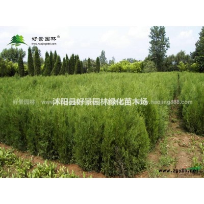 紅天竹價格_紅天竹圖片_紅天竹產地_紅天竹綠化苗木苗圃基地