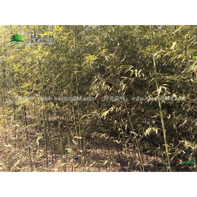 春鵑價(jià)格_春鵑圖片_春鵑產(chǎn)地_春鵑綠化苗木苗圃基地