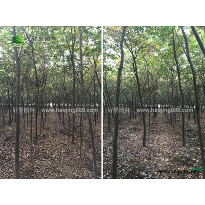 黃槐價格_黃槐圖片_黃槐產地_黃槐綠化苗木苗圃基地