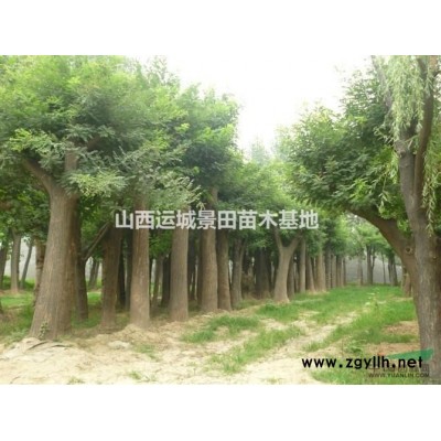 緊急占地50公分白皮松·緊急處理50公分占地白皮松50公分