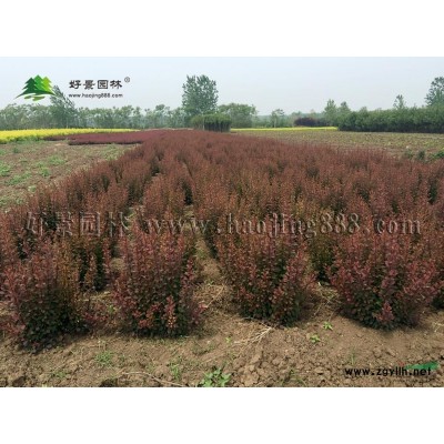 珍珠梅價格_珍珠梅圖片_珍珠梅產地_珍珠梅綠化苗木苗圃基地
