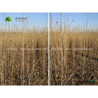小龍柏價格_小龍柏圖片_小龍柏產(chǎn)地_小龍柏綠化苗木苗圃基地