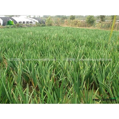 大花萱草價格_大花萱草產地_大花萱草綠化苗木苗圃基地