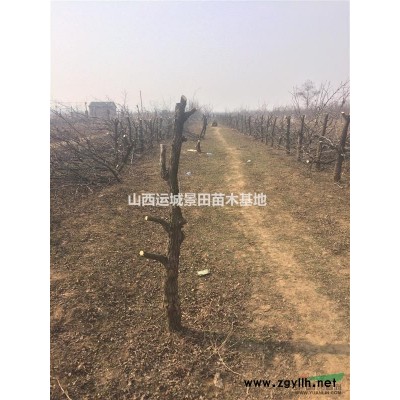 3公分紅葉李多少錢？3公分紅葉李價格4公分紅葉李價格5公分紅