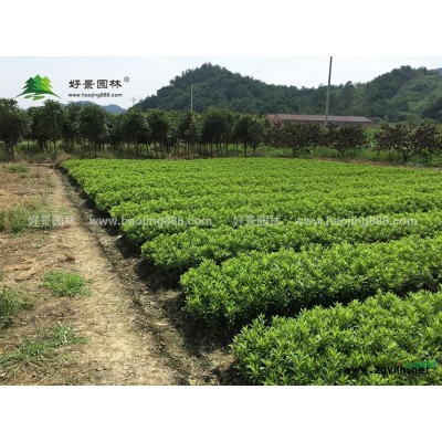 小葉麥冬價格_小葉麥冬產地_小葉麥冬綠化苗木苗圃基地