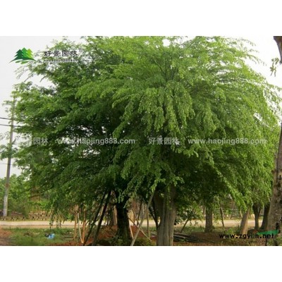 楊梅價格_楊梅圖片_楊梅產(chǎn)地_楊梅綠化苗木苗圃基地