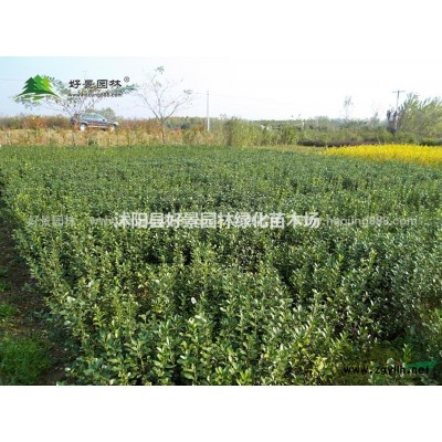 金枝槐價格_金枝槐基地_金枝槐產地_金枝槐綠化苗木苗圃基地