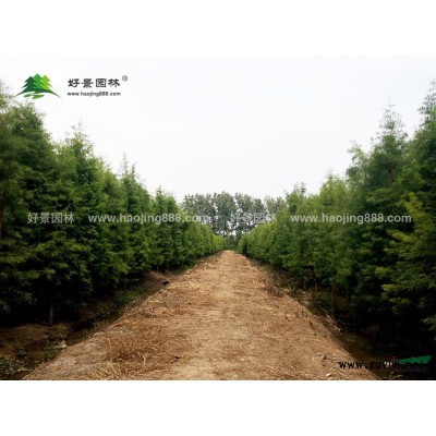 造型五針?biāo)蓛r格_造型五針?biāo)僧a(chǎn)地_造型五針?biāo)删G化苗木苗圃基地