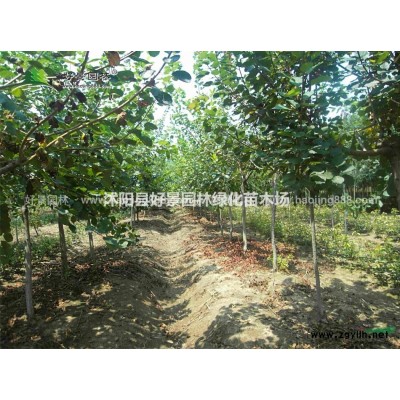 五葉地錦價格_五葉地錦產地_五葉地錦綠化苗木苗圃基地