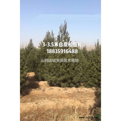 20公分20公分國槐圖片·30公分30公分國槐價格·占地國槐