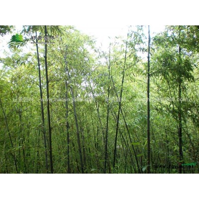沿階草價格_沿階草圖片_沿階草產(chǎn)地_沿階草綠化苗木苗圃基地