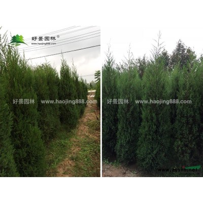 紫葉李價格_紫葉李圖片_紫葉李產地_紫葉李綠化苗木苗圃基地