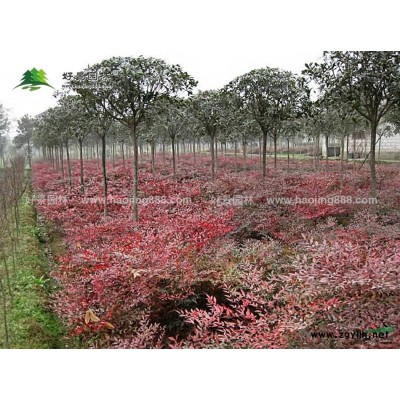 榆樹價格_榆樹圖片_榆樹產(chǎn)地_榆樹綠化苗木苗圃基地