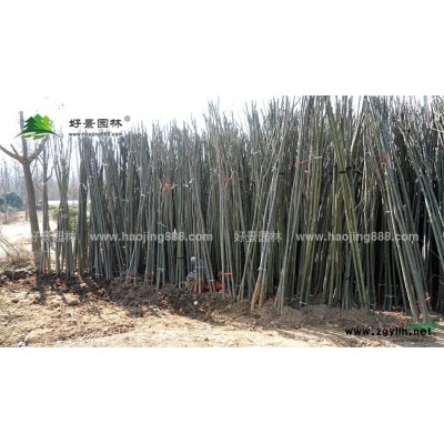 杏樹價格_杏樹圖片_杏樹產(chǎn)地_杏樹綠化苗木苗圃基地