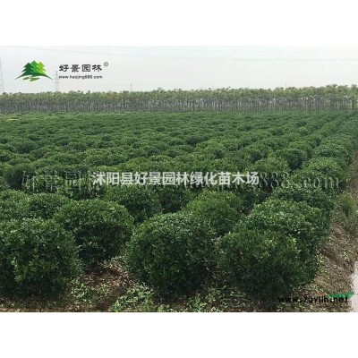 中山杉價格_中山杉圖片_中山杉產地_中山杉綠化苗木苗圃基地