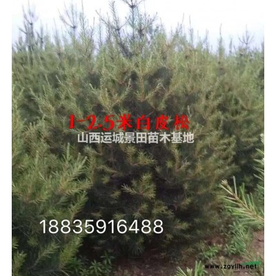 山楂樹地徑9公分=米徑8公分山楂樹價格8公分9公分占地山楂樹