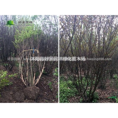 紫葉小檗價格_紫葉小檗產地_紫葉小檗綠化苗木苗圃基地