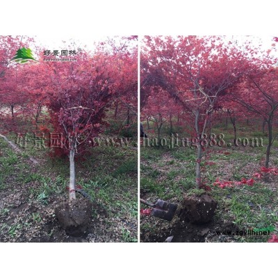 金娃娃萱草價格_金娃娃萱草產地_金娃娃萱草綠化苗木苗圃基地