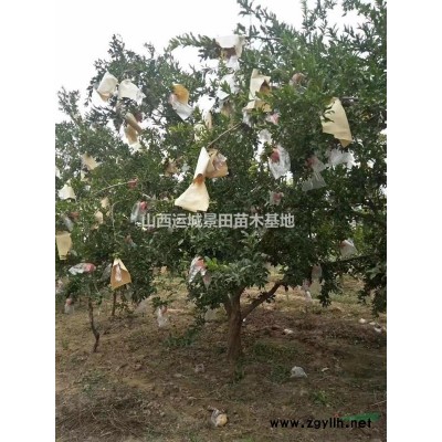 我想買紅葉李，哪里有賣紅葉李的，粗度3公分到5公分紅葉李價格