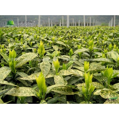 云南黃馨價格_云南黃馨產(chǎn)地_云南黃馨綠化苗木苗圃基地