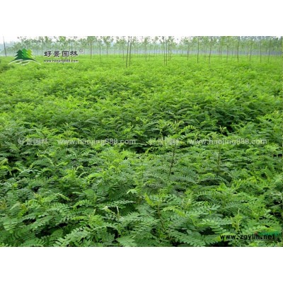 櫻花價格_櫻花圖片_櫻花產(chǎn)地_櫻花綠化苗木苗圃基地