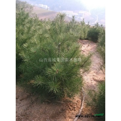 哪里有大面積種植石榴樹的？山西哪里石榴樹栽植的多