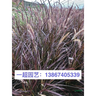 荷蘭菊 荷蘭菊基地 荷蘭菊批發