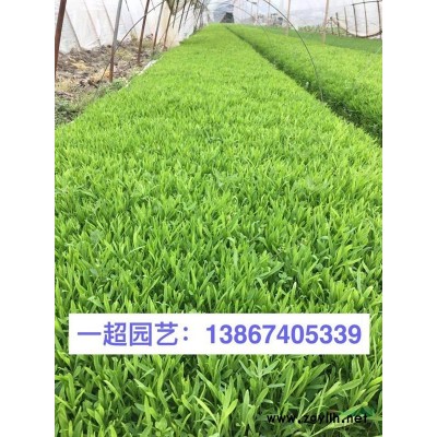 地被菊 精品地被菊基地 地被菊價格