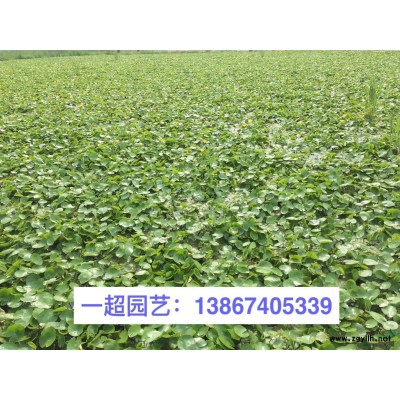 浙江美人蕉基地價格/紫葉美人蕉 優(yōu)質(zhì)紫葉美人蕉特價批發(fā)