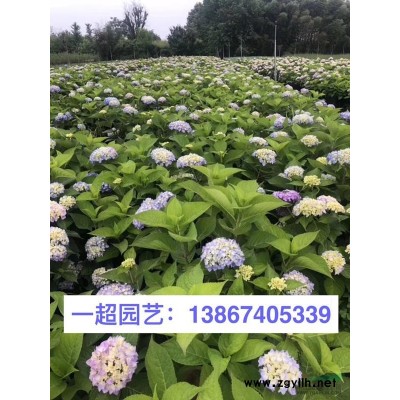 浙江火焰狼尾草便宜 火焰狼尾草價格/狼尾草基地直銷
