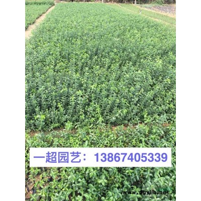 馬藺 馬藺小杯 盆栽 馬藺小苗批發 馬藺價格