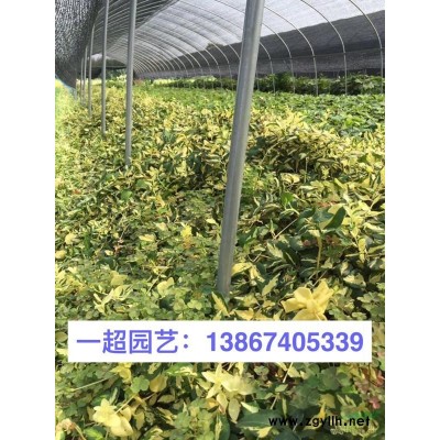 花葉蔓長春 精品花葉蔓長春批發