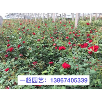 黑心菊 黑心菊小杯 黑心菊盆栽 精品黑心菊價格