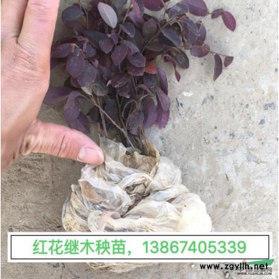 金葉苔草，金葉苔草小杯苗，金葉苔草叢苗