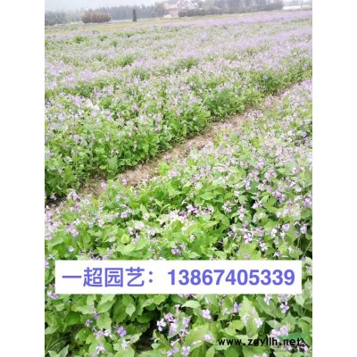 小葉梔子 小葉梔子盆栽 小杯