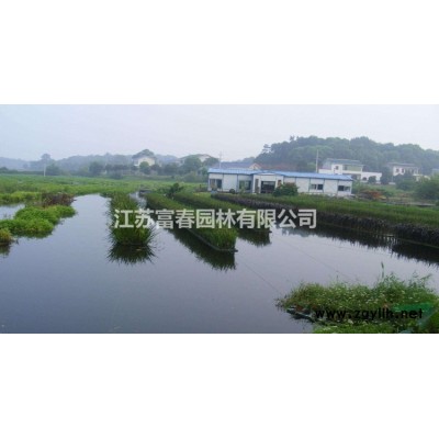 苗圃長期供應夏橡樹小苗規格*價格合理歡迎您采購