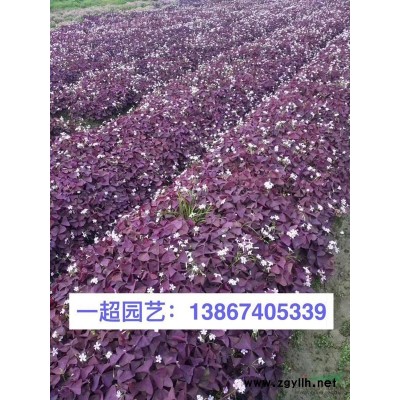 大葉梔子，精品大葉梔子小杯苗，大葉梔子大杯苗，大葉梔子毛球