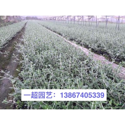 花葉絡(luò)石 精品花葉絡(luò)石批發(fā) 花葉絡(luò)石價格