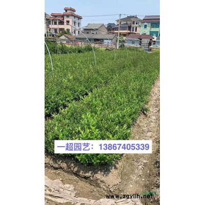 花葉蔓 精品花葉蔓小杯 青葉蔓基地 花葉蔓價格