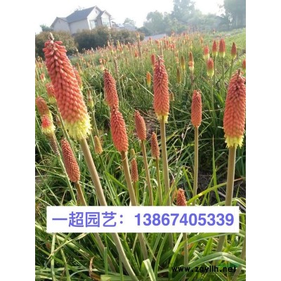 大葉黃楊 優質大葉黃楊小苗特價