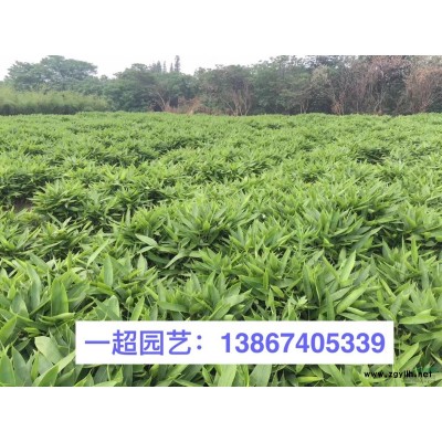 矮紫薇 矮紫薇小苗 矮紫薇價格
