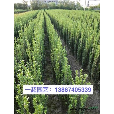 花葉香蒲 品質(zhì)優(yōu)良 精品花葉香蒲直銷