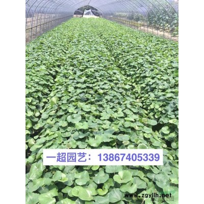 德國鳶尾 德國鳶尾批發(fā)