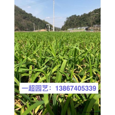 大濱菊產地直銷 大濱菊價格